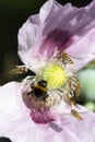 Opium poppy in flower with insects Royalty Free Stock Photo