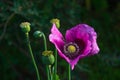 Opium poppy flower Royalty Free Stock Photo