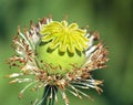 opium poppy flower papaver somniferum Royalty Free Stock Photo