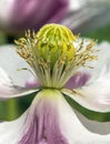 Opium poppy flower papaver somniferum white colored Royalty Free Stock Photo