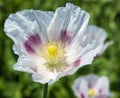 Opium poppy flower papaver somniferum white colored Royalty Free Stock Photo