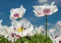 Opium poppy flower papaver somniferum white colored Royalty Free Stock Photo