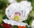 opium poppy flower papaver somniferum white colored Royalty Free Stock Photo