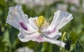 opium poppy flower papaver somniferum white colored Royalty Free Stock Photo