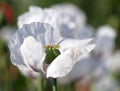 opium poppy flower papaver somniferum white colored Royalty Free Stock Photo