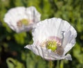 opium poppy flower papaver somniferum white colored Royalty Free Stock Photo