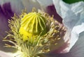 opium poppy flower papaver somniferum white colored Royalty Free Stock Photo