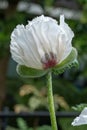 Opium poppy flower photographed in the physic garden at the Royal College of Physicians in Regent`s Park, London UK. Royalty Free Stock Photo