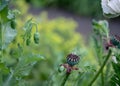 Opium poppy flower photographed in the physic garden at the Royal College of Physicians in Regent`s Park, London UK. Royalty Free Stock Photo