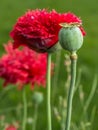 Opium poppy flower Royalty Free Stock Photo