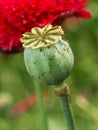 Opium poppy flower Royalty Free Stock Photo