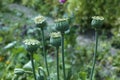 Opium poppy seeds green capsule close up Royalty Free Stock Photo