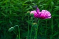 Opium poppy flower Royalty Free Stock Photo