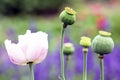 Opium poppy flowering ornamental plant