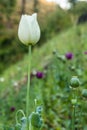 Opium poppy flowers Royalty Free Stock Photo