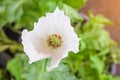 Opium poppy Flowers blossom on wild field. Royalty Free Stock Photo