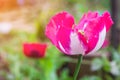 Opium poppy Flowers blossom on wild field Royalty Free Stock Photo