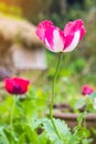 Opium poppy Flowers blossom on wild field. Royalty Free Stock Photo