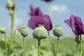 Opium poppy flowers closeup Royalty Free Stock Photo