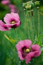 Opium poppy flowers Royalty Free Stock Photo