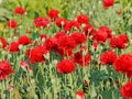 Opium poppy flowers (Papaver somniferum) Royalty Free Stock Photo