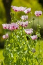 Opium poppy flowers, Papaver somniferum. Royalty Free Stock Photo