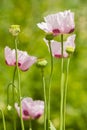 Opium poppy flowers, Papaver somniferum. Royalty Free Stock Photo