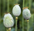 opium poppy heads with drops of opium milk latex