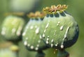 opium poppy heads with drops of opium milk latex Royalty Free Stock Photo