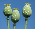 opium poppy heads with drops of opium milk latex Royalty Free Stock Photo