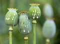 opium poppy heads papaver somniferum with opium drops