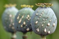 opium poppy heads papaver somniferum with opium drops