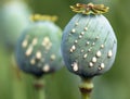 Opium poppy heads papaver somniferum with opium drops