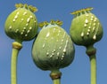Opium poppy heads papaver somniferum drops milk latex
