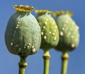 Opium poppy heads papaver somniferum drops milk latex