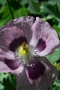 Opium poppy and hover fly. Royalty Free Stock Photo