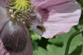 Opium poppy and hover fly.