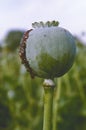 Opium poppy, opium field, [Papaver somniferum]