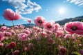 Opium Poppy. Opium poppy fields. Royalty Free Stock Photo