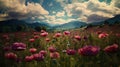 Opium Poppy. Opium poppy fields. Royalty Free Stock Photo