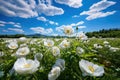 Opium Poppy. Opium poppy fields. Royalty Free Stock Photo