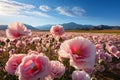 Opium Poppy. Opium poppy fields. Royalty Free Stock Photo