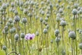 Opium poppy, Papaver somniferum Royalty Free Stock Photo