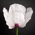 Opium Poppy (Papaver somniferum)