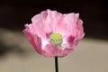 Opium poppy or Papaver somniferum annual flowering plant with fully open blooming mauve flower and green center made of rounded Royalty Free Stock Photo