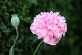 Opium poppy or Papaver somniferum annual flowering plants with fully open blooming mauve flower next to one with rounded capsule Royalty Free Stock Photo