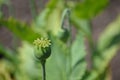 Opium Poppy (Papaver somniferum) Royalty Free Stock Photo