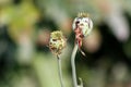 Opium poppy or Papaver somniferum or Breadseed poppy flower buds Royalty Free Stock Photo