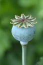 Opium poppy - Papaver somniferum