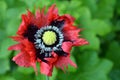 Opium poppy - Papaver somniferum Royalty Free Stock Photo